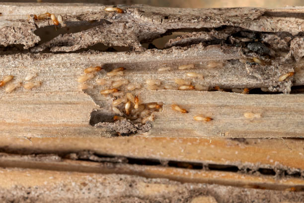 Best Affordable Pest Control Services  in Gumlog, GA