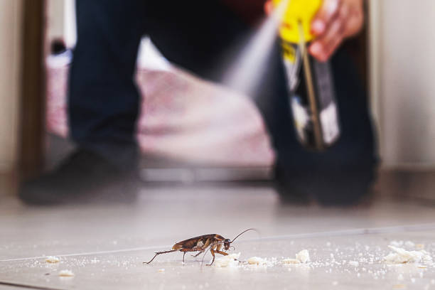 Best Flea Control Services  in Gumlog, GA